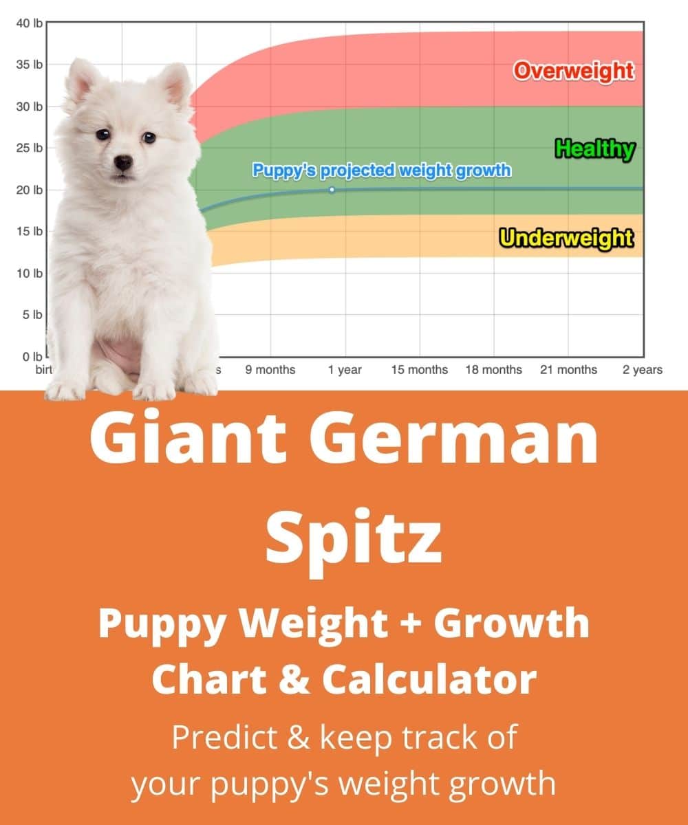 giant-german-spitz Puppy Weight Growth Chart